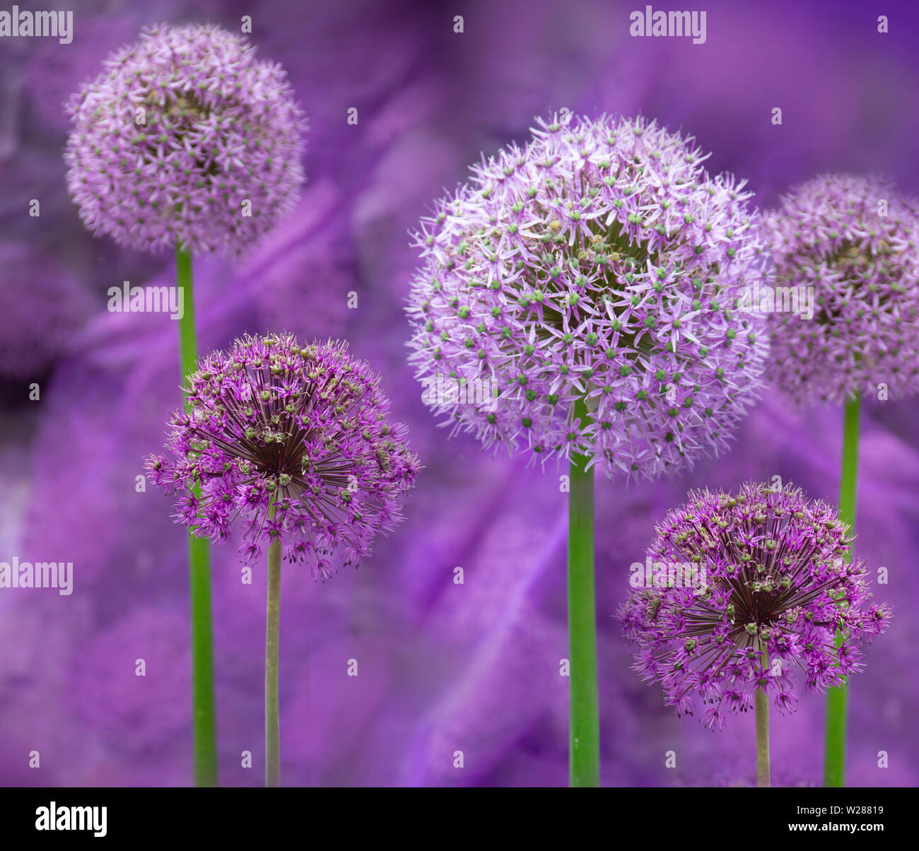Sfondo viola con alliums decorative, il fuoco selettivo su quelli più piccoli. Foto Stock