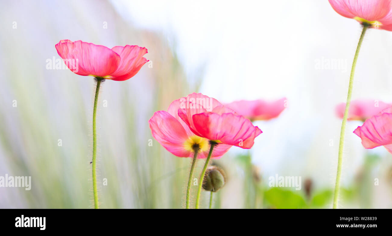 Islanda fiori di papavero con traslucido petali di rosa, girato a basso angolo Foto Stock