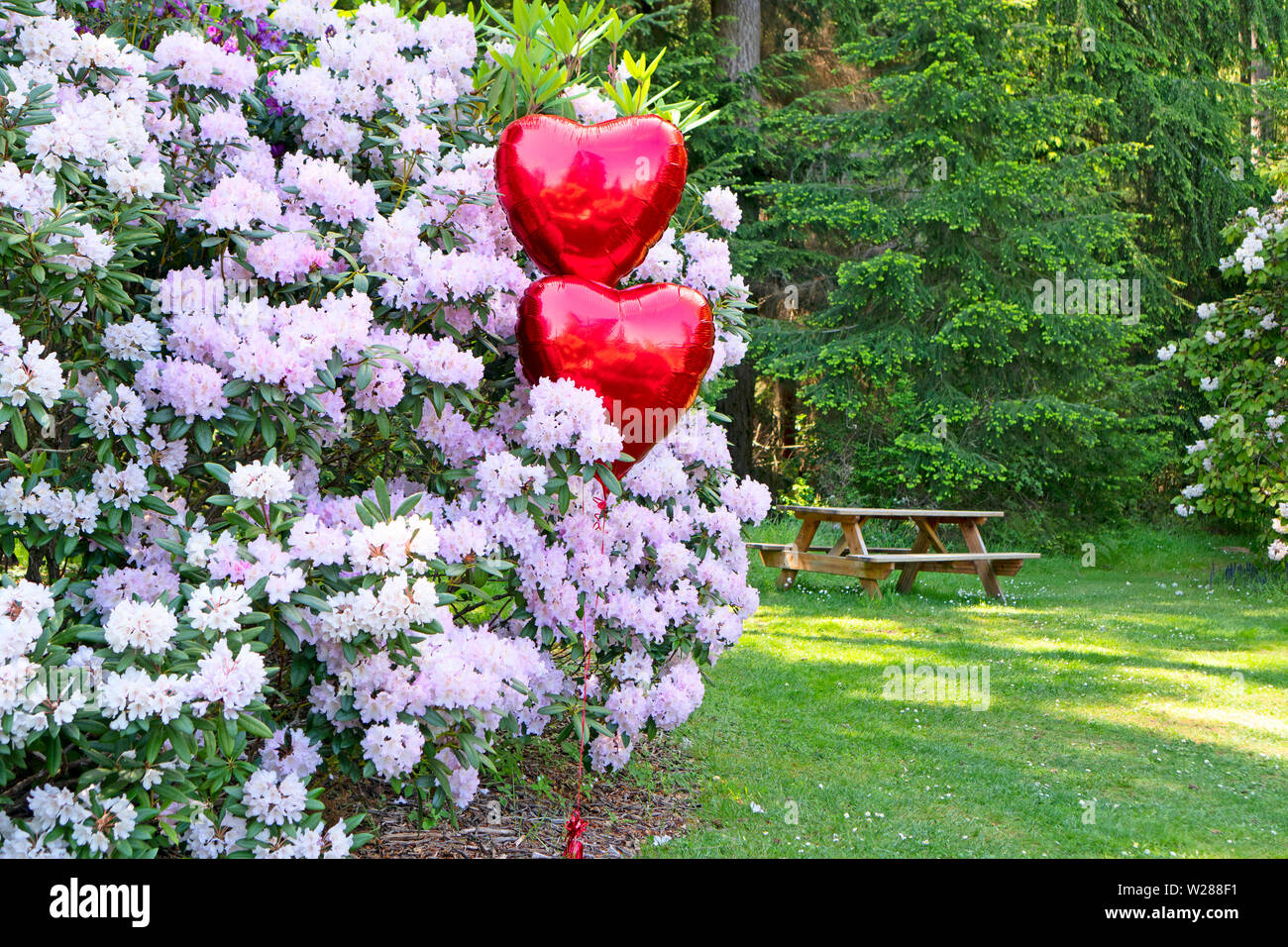 Cuore Due palloncini sagomati dalla boccola di rododendro. Preparatio per la festa di compleanno nel parco. Foto Stock