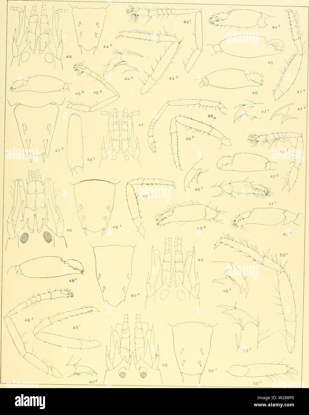Immagine di archivio da pagina 386 del Decapoda del Siboga Foto Stock