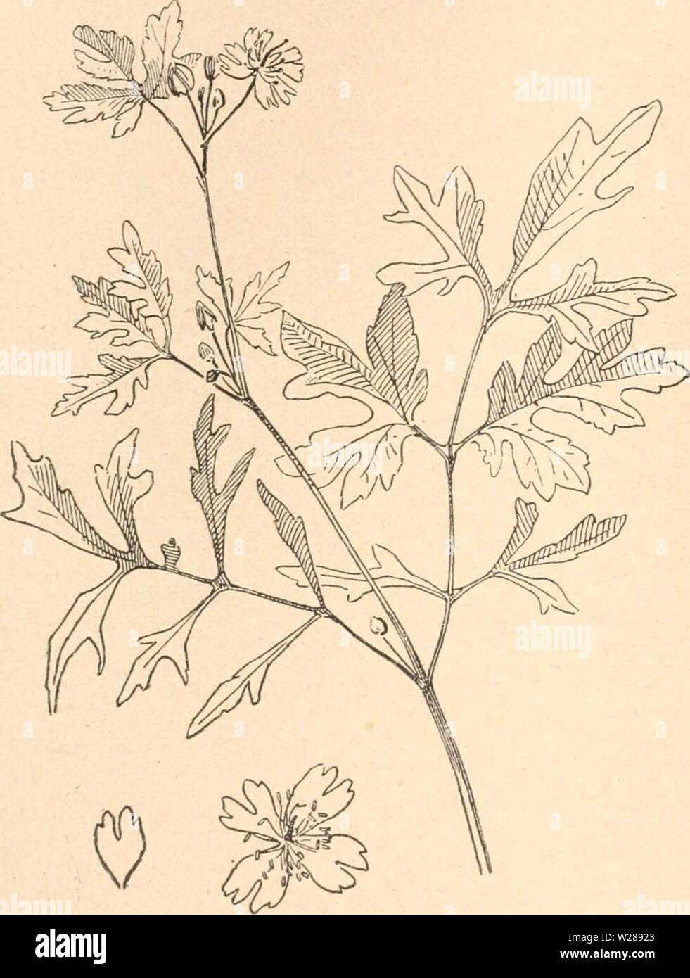 Immagine di archivio da pagina 389 di Das werden der organismen zur. Das werden der organismen zur widerlegung von Darwins zufallstheorie durch das gesetz in der entwicklung daswerdenderorga00hert Anno: 1922 366 Neuntes Kapitel. eine vollständig elementare arte angesehen werden muß, die aller Wahrscheinlichkeit nach durch mutazione aus Chelidonium malus in Heidelberg entstanden ist. Eine dornenlose Abart der Gleditschia sinensis, welche 1774 aus Cina in Europa eingeführt worden ist, wurde 1823 in der Baumschule von Caumzet unter zahlreichen Sämlingen einer Aussaat in 2 Exemplaren gewonnen. Es ist wa Foto Stock