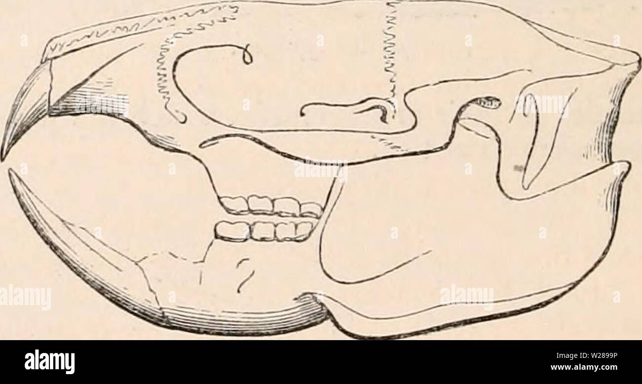 Immagine di archivio da pagina 391 della encyclopaedia - Wikizionario di anatomia e Foto Stock
