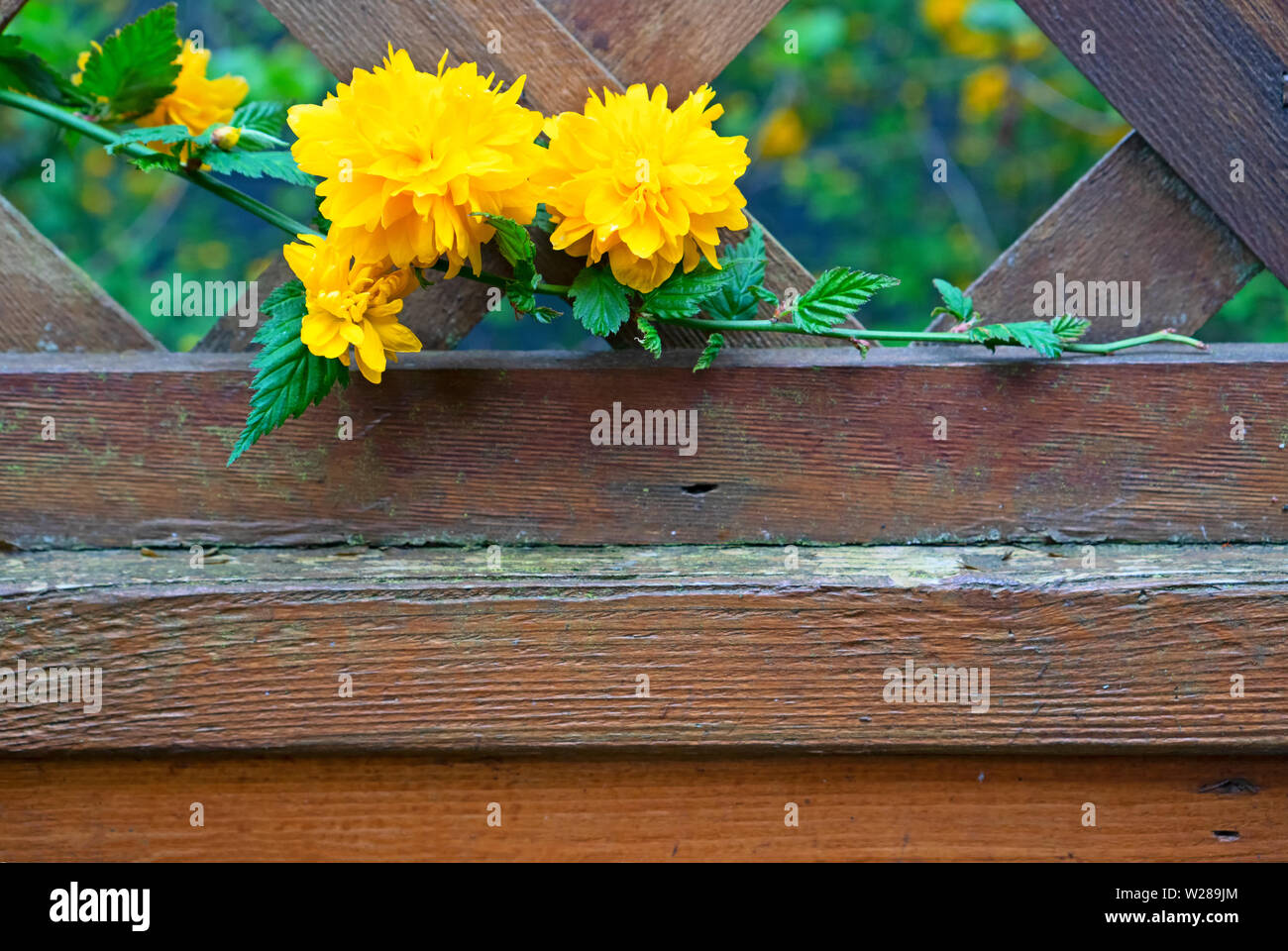 Un ramo della splendida fioritura Kerria Japonica, in un recinto. Spazio per il testo. Foto Stock
