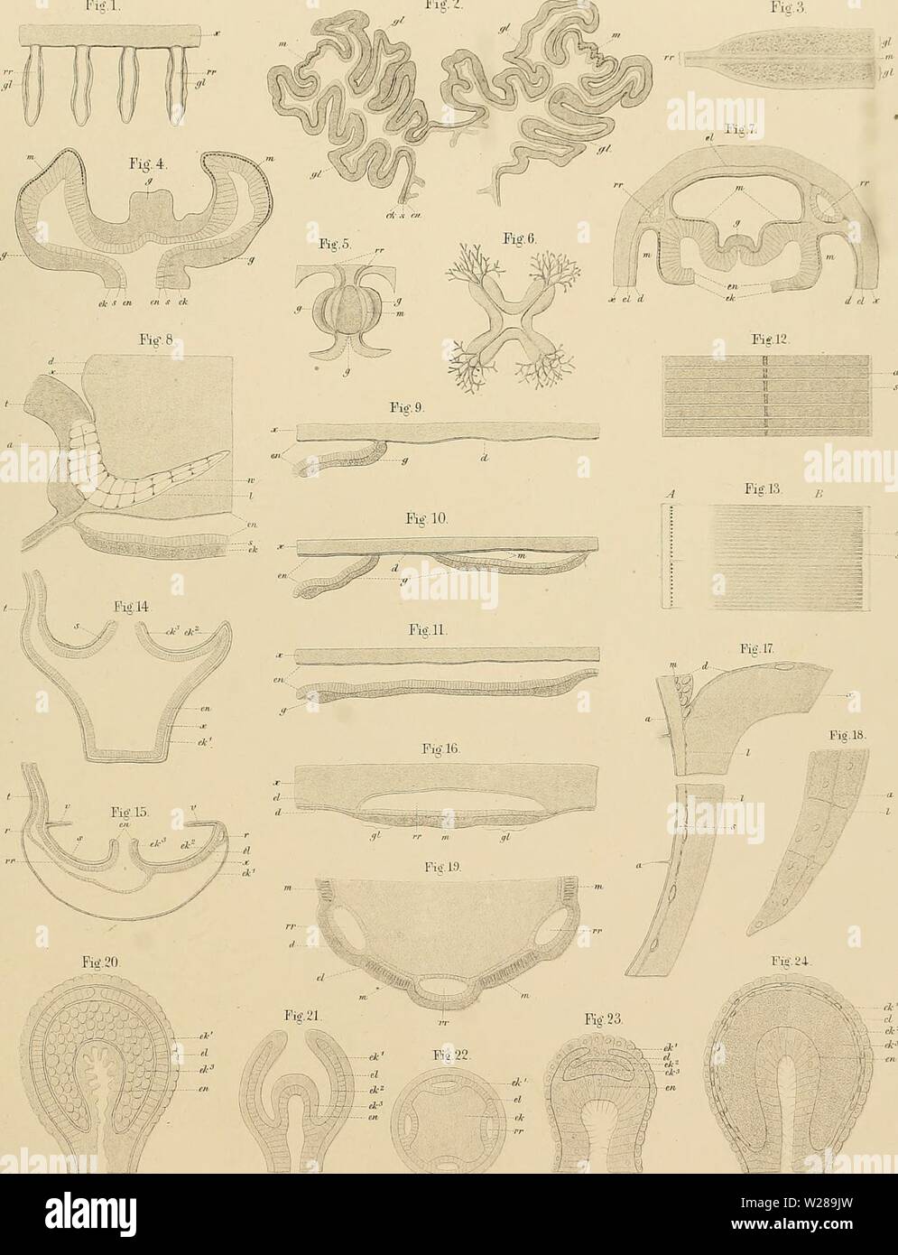Immagine di archivio da pagina 394 di Denkschriften der Medicinisch-Naturwissenschaftlichen Gesellschaft zu. Denkschriften der Medicinisch-Naturwissenschaftlichen Gesellschaft zu Jena denkschriftender02medi Anno: 1879 Jena.Denksch rieten Bd. II. ¢um. Fig. 2 â ' Verlagv.Gustav Fischer, Jena. Lfth Anstu.G.C.Müller,Jena'. Foto Stock
