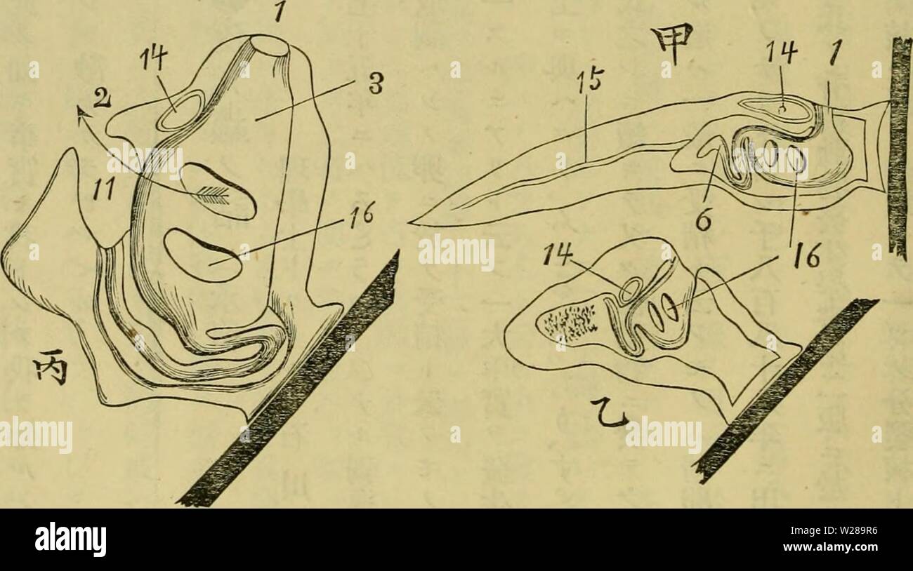 Immagine di archivio da pagina 395 di Dbutsugaku zasshi (1889) Foto Stock