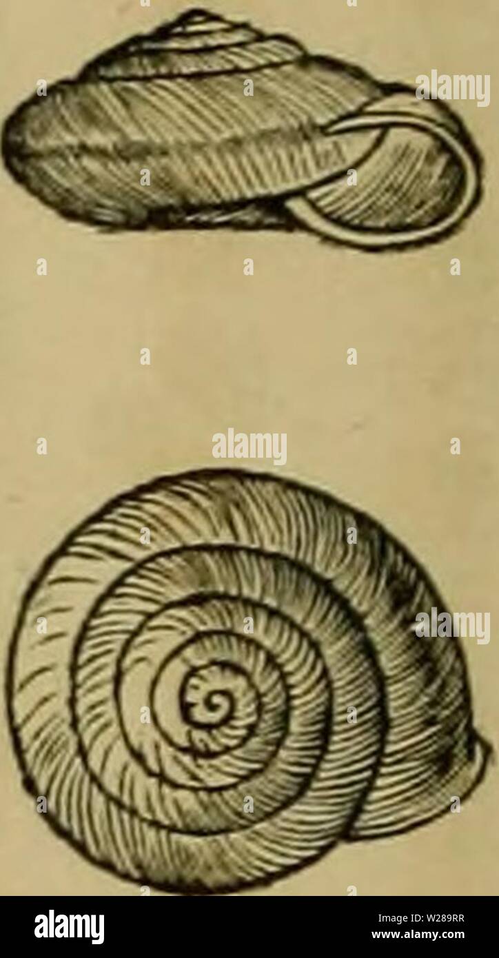 Immagine di archivio da pagina 395 di Dbutsugaku zasshi (1889) Foto Stock