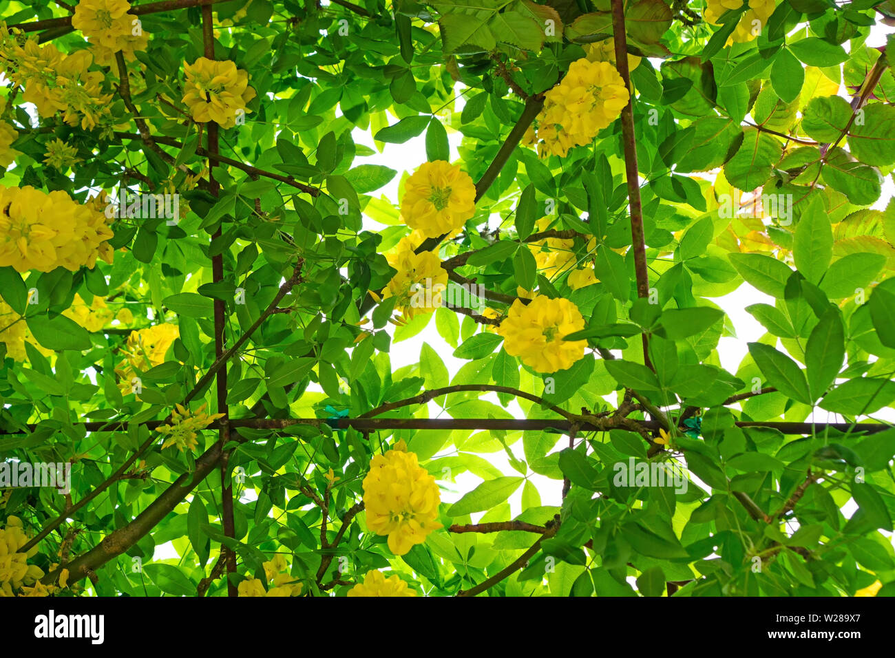 Il maggiociondolo fiori addestrato sull'arbor, vista dal basso Foto Stock