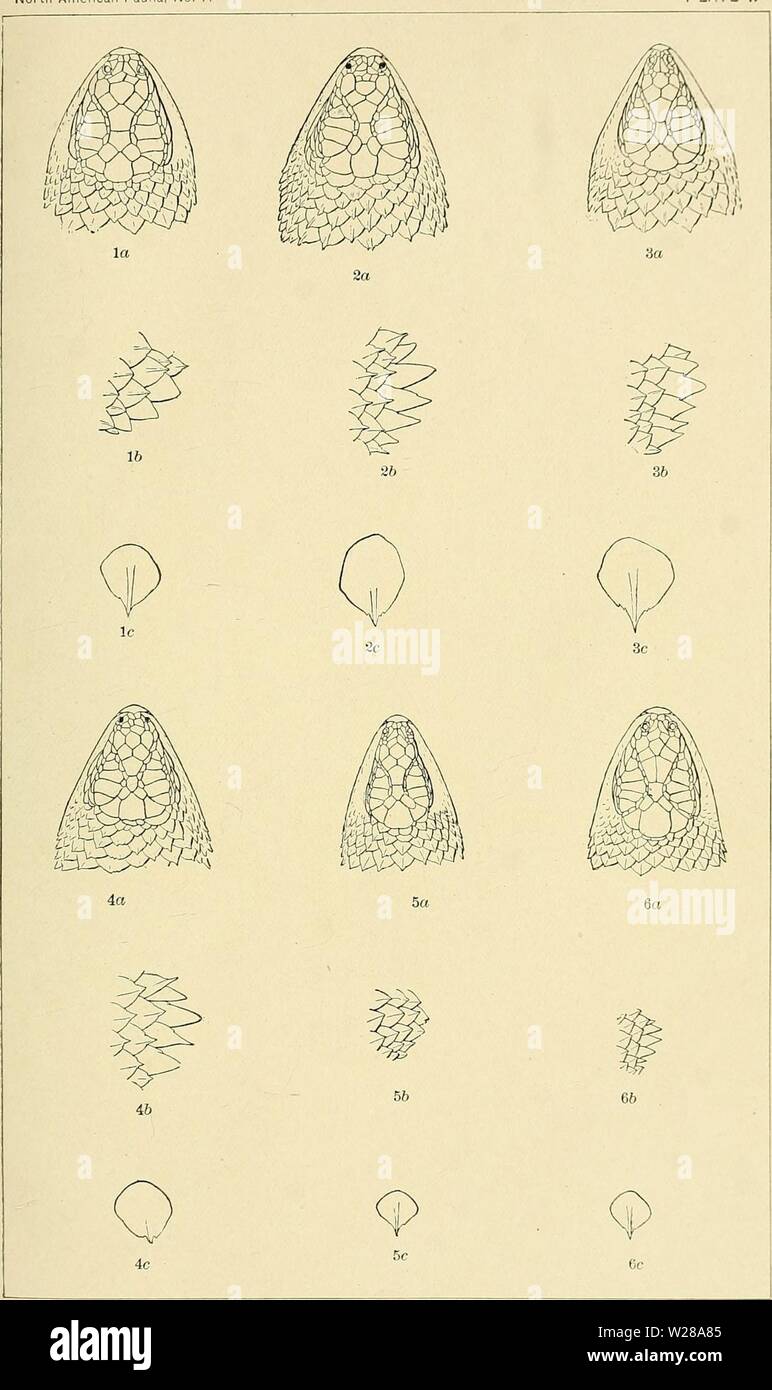 Immagine di archivio da pagina 398 della Valle della Morte spedizione A. Valle della Morte la spedizione. Una indagine biologica di parti della California, Nevada e Arizona e Utah deathvalleyexped00pesce Anno: 1893 North American Fauna, No. 7 Piastra I. 1. Sceloporus clarkii. 2. S. magister. 3. S. zosteromus. 4. & Orcutti. 5. S. boulengeri. 6. S. floridanus. Foto Stock