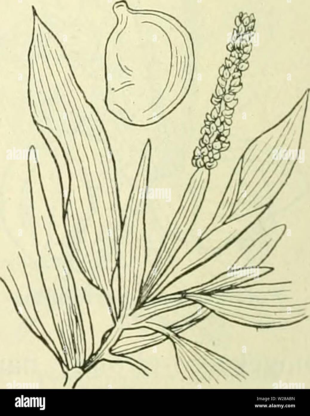 Immagine di archivio da pagina 399 di De flora van Nederland (1909-11). De flora van Nederland defloravannederl01heuk Anno: 1909-11. Potamogeton praelongus Fig. 271. Biologische bijzonderheid. De wortelstok draagt winterknoppen, als bij P. natans. Voorkomen in Europa en in Nederland. De impianto komt geheel in Europa inlrivieren, kanalen en plassen voor, zeldzamer in slooten. Bij ons è zij algemeen. P. praelongus 1) Wulf. Langstengelig fonteinkruid (fig. 271). Deze pianta è onbehaard en heeft een ronden, witachtigen, aan den voet meest onbebladerden, rechten, boven min di meer rijk vertakten, van bla Foto Stock