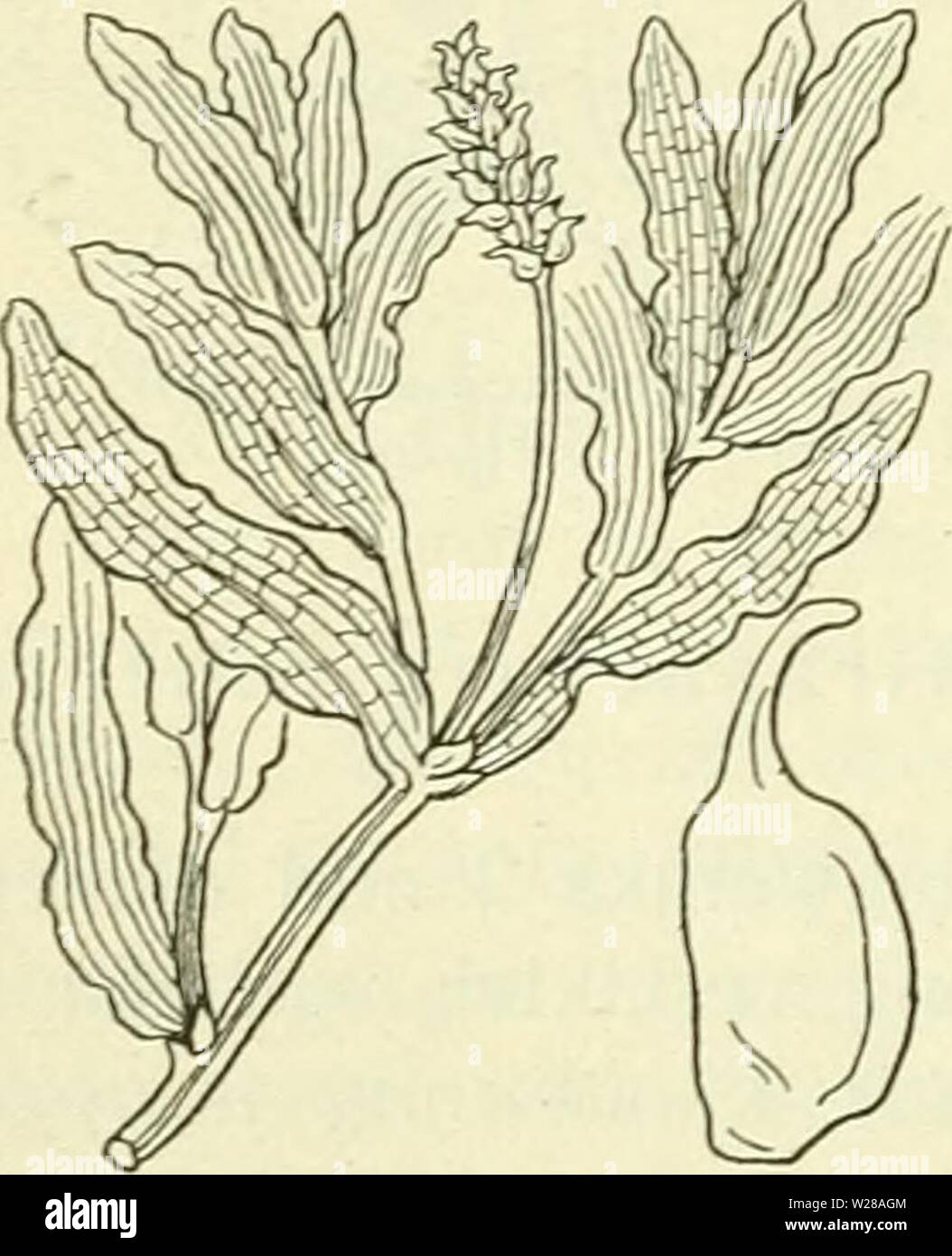 Immagine di archivio da pagina 401 di De flora van Nederland (1909-11). De flora van Nederland defloravannederl01heuk Anno: 1909-11. 360 - NAJADACEAE. FAMILIE 16. Van deze soort komen als vormen voor: a. graminifóliüs ) Fr. Bladen alle ondergedoken, lijn-lancetvormig, meest slap, de bovenste kort gesteeld, aan den voet der aarstelen zonder di met een zeer kleine schijf. S. heterophy'llus-) Fr. Ondergedoken bladen meest lancetvormig, iets stijf, teruggekromd, de hoogere lancetvormig tot ovaal-elliptisch, vaak met een spitsje, meest langgesteeld, in den regel drijvend, lederachtig. Biologische bijzon Foto Stock