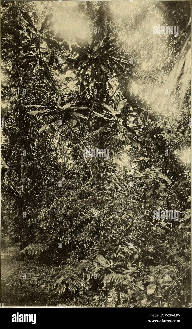 Immagine di archivio da pagina 402 di Denkschriften - Österreichische Akademie der. Denkschriften - Österreichische Akademie der Wissenschaften denkschriftens851910akad Anno: 1850 Bot.-zool. Ergebnisse von den Samoa- und Salomonsinseln. 367 Insel Upolu: Häutig in den Bergvväldern des Lanutoo, Nr. 1776, 2507. Bei Vailima gegen Tiavi in Wäldern, zirka 400 ;;/ s. m. Insel Savaii: Urwälder des Berges Maungaafi. Ich fand den Baum von mäßiger Größe fast immer verzweigt, in einer Meereshühe von 400 bis gegen 1000 m. Fi". 28. Sarcocephalus pacificus in der Mitte oben, unten im Vordergrund Psychotria Sam Foto Stock