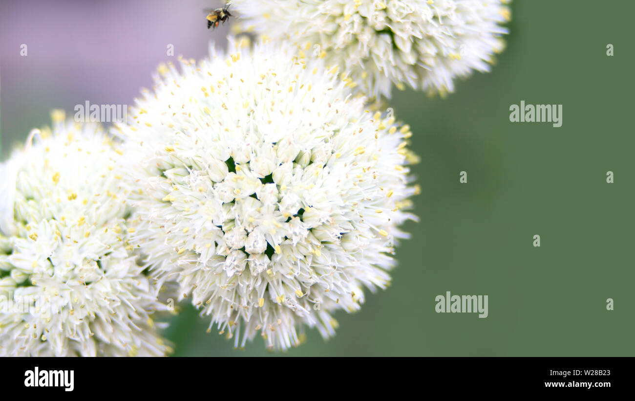Close-up di fioritura raggrinzimento cipolle, con un Bumble Bee nettare di raccolta in background Foto Stock