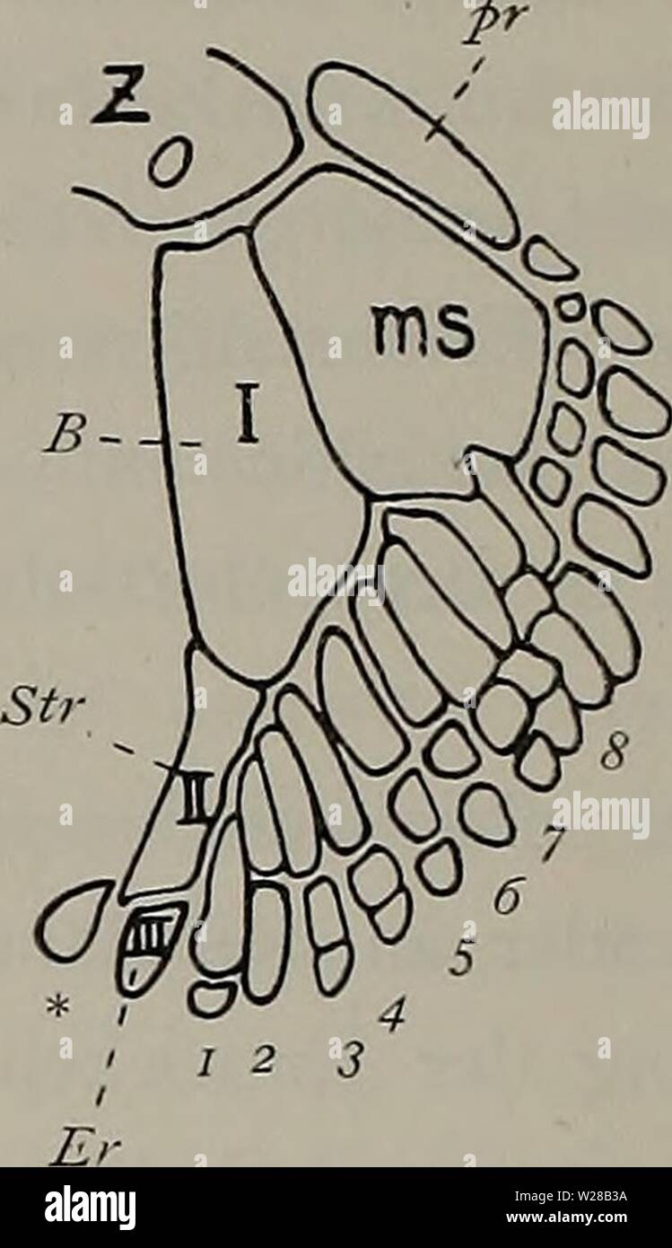 Immagine di archivio da pagina 405 di Denkschriften der Medicinisch-Naturwissenschaftlichen Gesellschaft zu. Denkschriften der Medicinisch-Naturwissenschaftlichen Gesellschaft zu Jena denkschriftender1104medi Anno: 1879 Fig- 3- B - Foto Stock