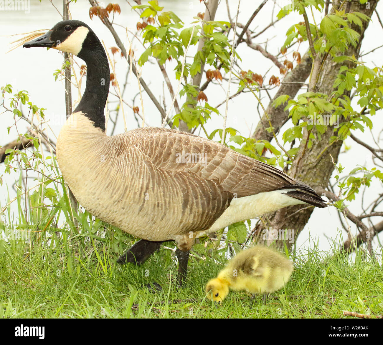 Una madre canadese dell'oca che protegge il suo gosling. Foto Stock