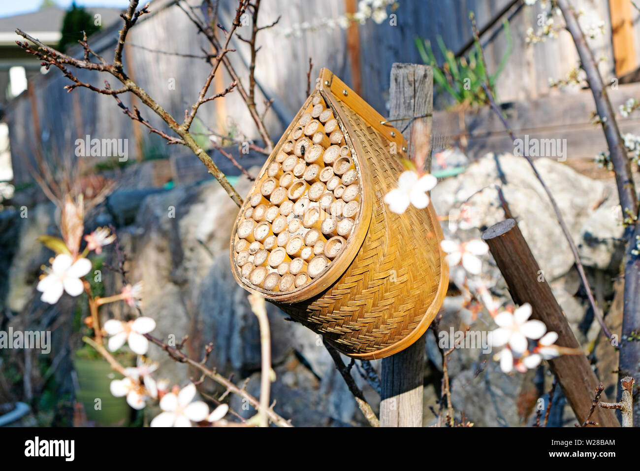 Un uomo fatto casa per mason api su un albero da frutto in primavera. Queste case aiutare le api per sopravvivere e continuare a plat impollinazione Foto Stock
