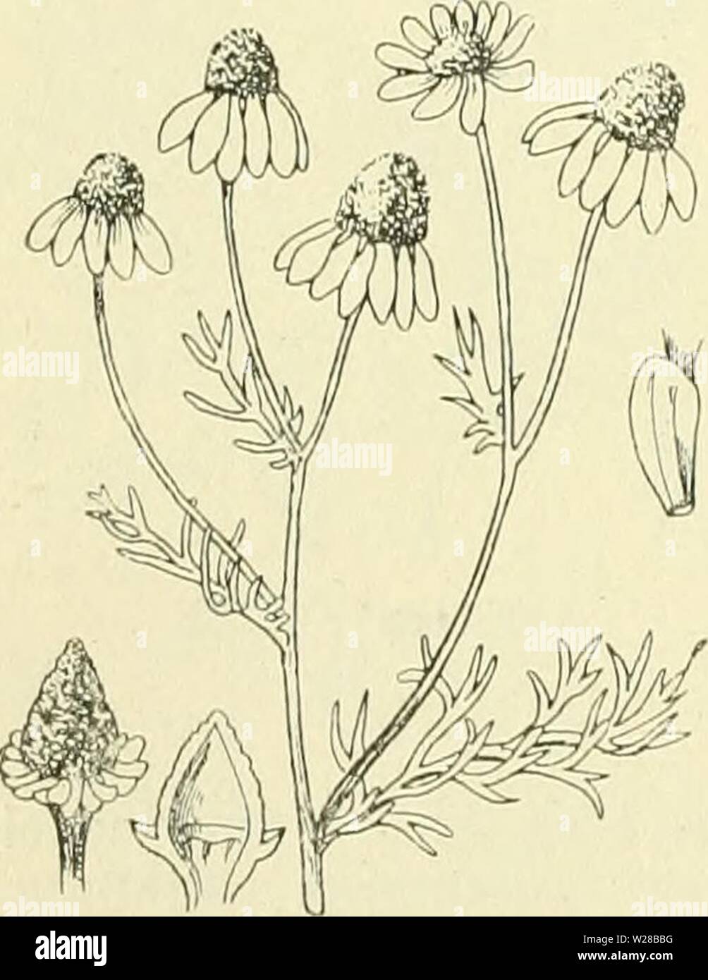 Immagine di archivio da pagina 407 di De flora van Nederland (1909-11). De flora van Nederland defloravannederl03heuk Anno: 1909-11. 388 - COMPOSITAE. FAMILIE 109. Straalbloemen meest vrouwelijk, lintvormig, satira, som ontbrekend. Schijf- bloemen meest 2-slachtig, incontrato samengedrukte buis, Geel. Helmknopjes incontrato eironde, stompe aanhangsels. Vrucht cylindrisch, op de binnenzijde meest incontrato ribben, die op ongelijke afstanden staan, van Boven met een vliezig randje. Biologische bijzonderheden als bij Achillea (fig. 482). bloembodem è ance bij Anthemis gesproken. Stijltakken van Matri caria Chamomilla Fig Foto Stock