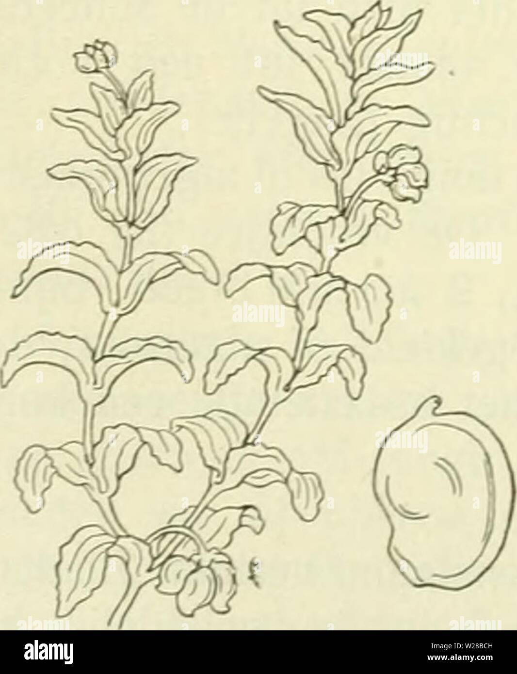 Immagine di archivio da pagina 407 di De flora van Nederland (1909-11). De flora van Nederland defloravannederl01heuk Anno: 1909-11. 366 â NAJADACEAE. FAMILIE 16. achtig, nauwelijks 1 mM di razza, eennervig. Impianto di sterzata. Bovenste stengel- bladen niet langer dan 2 ca. Aarstelen vaak vrij lang. '/. Flabellatus Bab). Bladen razza lijnvormig, plotseling toegespitst, 3-5- nervig, tijdens den bloeitijd al afgestorven. Stengels waaiervormig uiteen- staand. Vruchtjes incontrato bijna rechte buikzijde en aan den rug gekield. Biologische bijzonderheden. De vegetatieve vermenigvuldiging heeft bij deze soort op een gehe Foto Stock