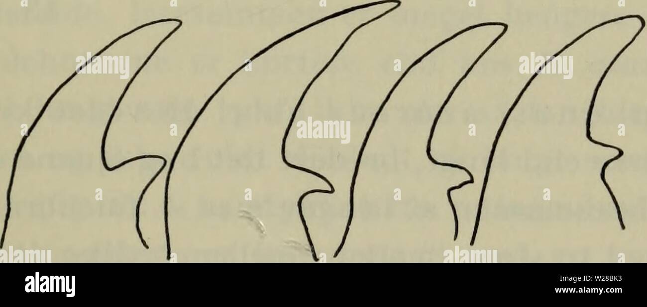 Immagine di archivio da pagina 410 di Danmarks fauna; illustrerede haandbøger oltre. Danmarks fauna; illustrerede haandbøger su den danske dyreverden.. danmarksfaunaill76dans l'anno: 1907 407 7. Kindbakkerne med en eller flere tydelige ekstra- taender (fig. 64 c-d) 8. Kindbakkerne uden ekstrataender, højst med svagt bølget skaererand (fig. 64 b og e-f). Nasale 5 har større knuder eller taender, af hvilke den midterste er bredest og rager laengst frem 10. 8. Kindbakkerne med 2 tydelige ekstrataender .... 9. latus. Kindbakkerne med kun en ekstratand 9. a. b. c. d. Fig. 62. Ophonus. Kindbakker, a. azurens Foto Stock