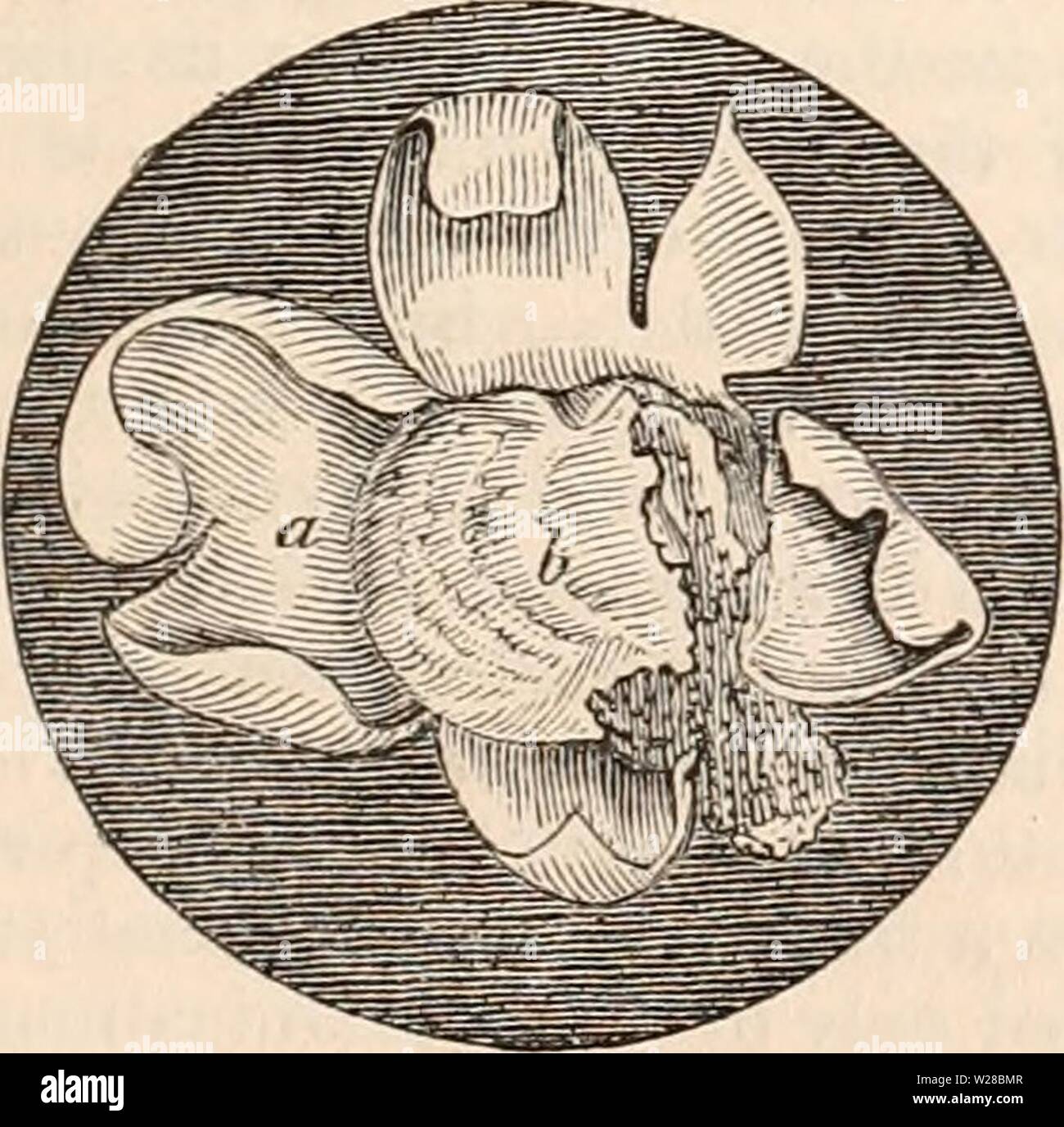Immagine di archivio da pagina 410 della encyclopaedia - Wikizionario di anatomia e Foto Stock
