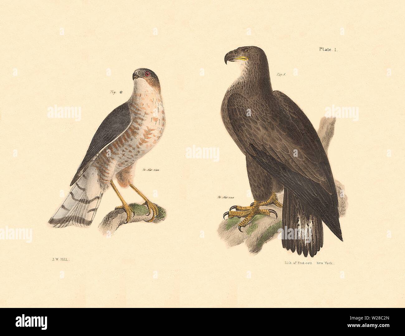 La piastra I: Figura 1 L'Aquila Marrone (Haliaetos leucocephalus) Figura 2 l'ardesia colorata-Hawk (Astur fuscus) - Giacomo De Kay, Uccelli di New York Foto Stock