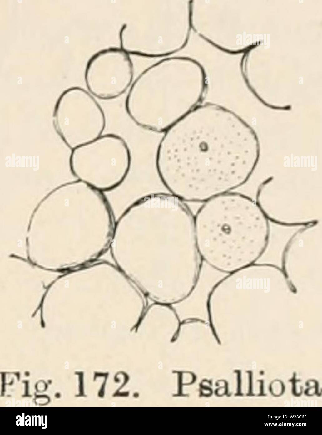 Immagine di archivio da pagina 414 di Das botanische praktikum, Anleitung zum Foto Stock