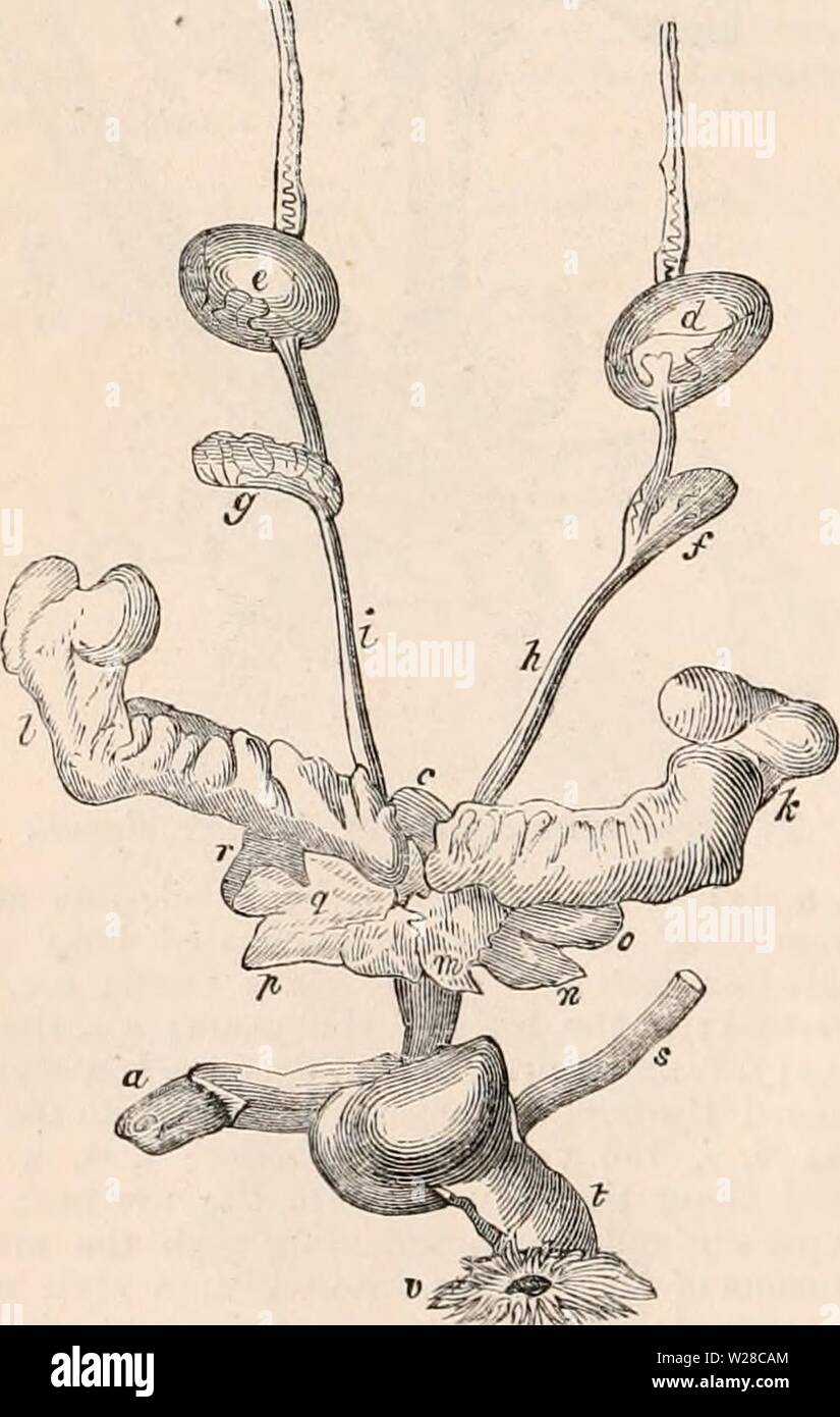 Immagine di archivio da pagina 415 della encyclopaedia - Wikizionario di anatomia e Foto Stock