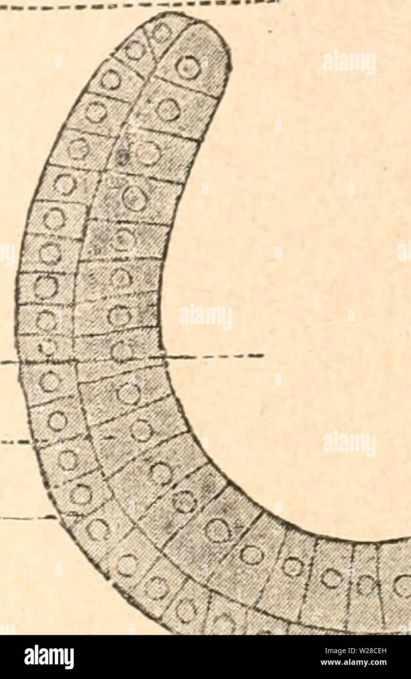 Immagine di archivio da pagina 417 di Das werden der organismen zur. Das werden der organismen zur widerlegung von Darwins zufallstheorie durch das gesetz in der entwicklung daswerdenderorga00hert Anno: 1922 n - ud ik ak Foto Stock