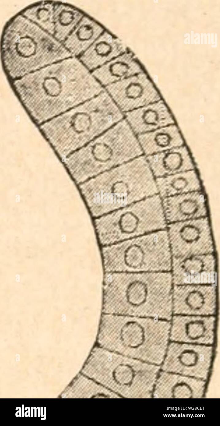 Immagine di archivio da pagina 417 di Das werden der organismen zur. Das werden der organismen zur widerlegung von Darwins zufallstheorie durch das gesetz in der entwicklung daswerdenderorga00hert Anno: 1922 Fig. 71. Schematisclier Läng-ssclmitt, durch einen Polypen. Nach Richard Hertwig. e??. Entoderm, ek Ektoderm (e der Exumbrella, ek der sub- ombrello), s Subumbrella, t Tentakeln, Stützlamelle x. Fig. 72. Gastrula des Amphiozns lanceolatus. Nach tecnologia Hatschek. ak äußeres Keimblatt, ik inneres Keimblatt, ic Urmund, ud Urdarm. Auch in der Morphologie der Pflanzen spielt die Anordnung der Zellen zu Blät Foto Stock