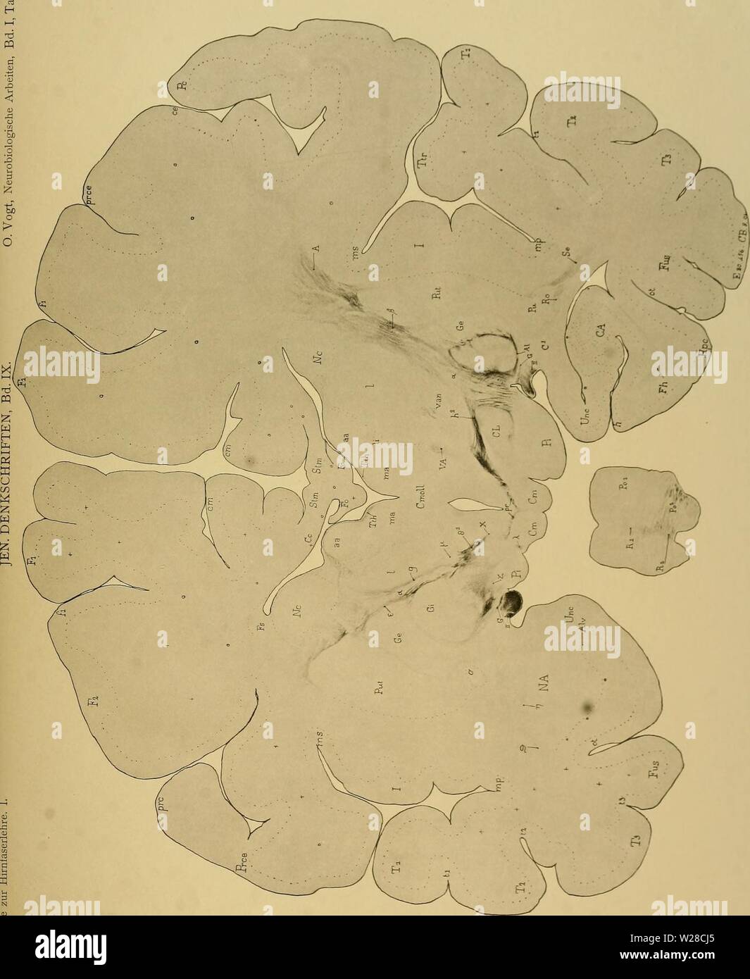 Immagine di archivio da pagina 418 di Denkschriften der Medicinisch-Naturwissenschaftlichen Gesellschaft zu. Denkschriften der Medicinisch-Naturwissenschaftlichen Gesellschaft zu Jena denkschriftender09medi Anno: 1879 Foto Stock