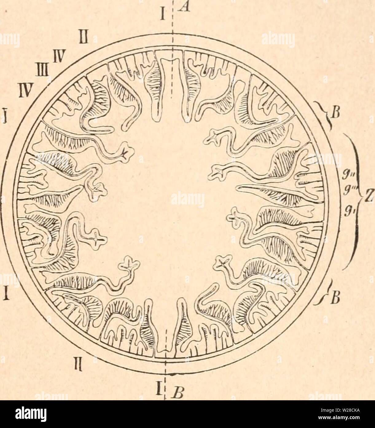 Immagine di archivio da pagina 418 di Das werden der organismen zur. Das werden der organismen zur widerlegung von Darwins zufallstheorie durch das gesetz in der entwicklung daswerdenderorga00hert Anno: 1922 Anpassungen der Organismen an die leblose Natur. 395 blatt ein ungemein plastisches materiale, welches zu einer viel mannigfaltigeren Verwendung als eine pflanzliche, zum Blatt o-eformte Zellschicht geeignet ist. Daher wird Sie auch, wie uns das Studium der Entwicklungslehre zeigt, zum Ausgangspunkt für die Bildung sehr zahlreicher, verschieden funktionierender Organe und Gewebsformen. Bei den U Foto Stock