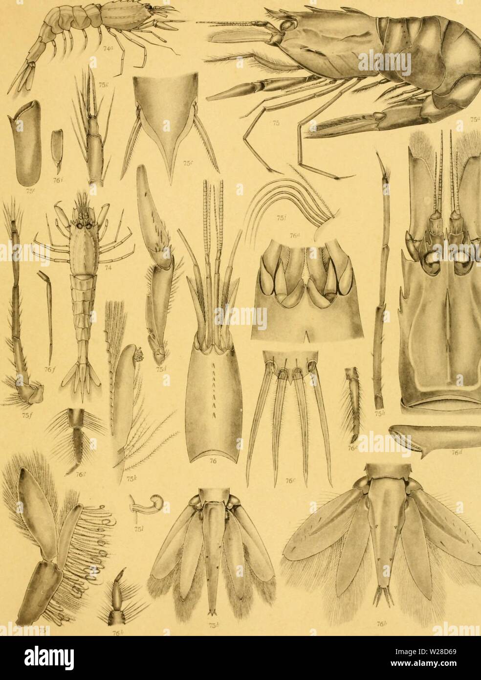 Immagine di archivio da pagina 422 del Decapoda del Siboga Foto Stock