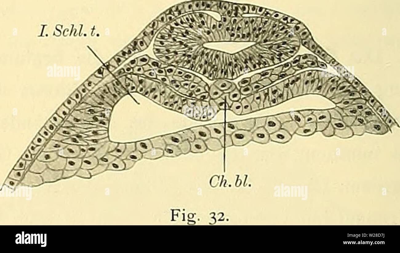 Immagine di archivio da pagina 423 di Denkschriften der Medicinisch-Naturwissenschaftlichen Gesellschaft zu. Denkschriften der Medicinisch-Naturwissenschaftlichen Gesellschaft zu Jena denkschriftender446medi Anno: 1879 I. Schi. t. 1. Schi. t. Fig. 31. durch das benachbarte seitlich Entoderm schliessen lässt. Caudalwärts (Textfig. 31) convergiren die durch diese Vorsprünge erzeugten Rinnen und laufen in eine leichte dorsomediane Einsenkung aus. In dem- selben Maasse wird auch jene zona dorsomediane der Urdarmwand immer schmäler. Auch die beiden mesoderma- ursprungszonen rücken näher un einander. D Foto Stock