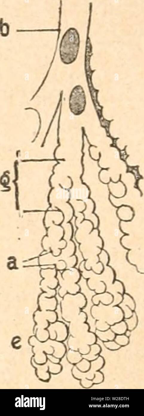 Immagine di archivio da pagina 427 di Das werden der organismen zur. Das werden der organismen zur widerlegung von Darwins zufallstheorie durch das gesetz in der entwicklung daswerdenderorga00hert Anno: 1922 Fig. 78. Schematisierte Längfssclmitte durch. Lungen, um die Größen- zunahme der respiratorischen Oberfläche zu zeigten. Nach Richard Hertwig. Mi fai un affondo eines jungen salamandre, 2 einer Schildkröte, 3 des Menschen, 4 ein Bron- chiolus (h) der menschlichen affondo, stärker vergrößert; g Alveolargang, alveoli, e fine- bläschen. Zur Lunge wird die Schwimmblase demnach durch einen FunktionsWechsel, d Foto Stock