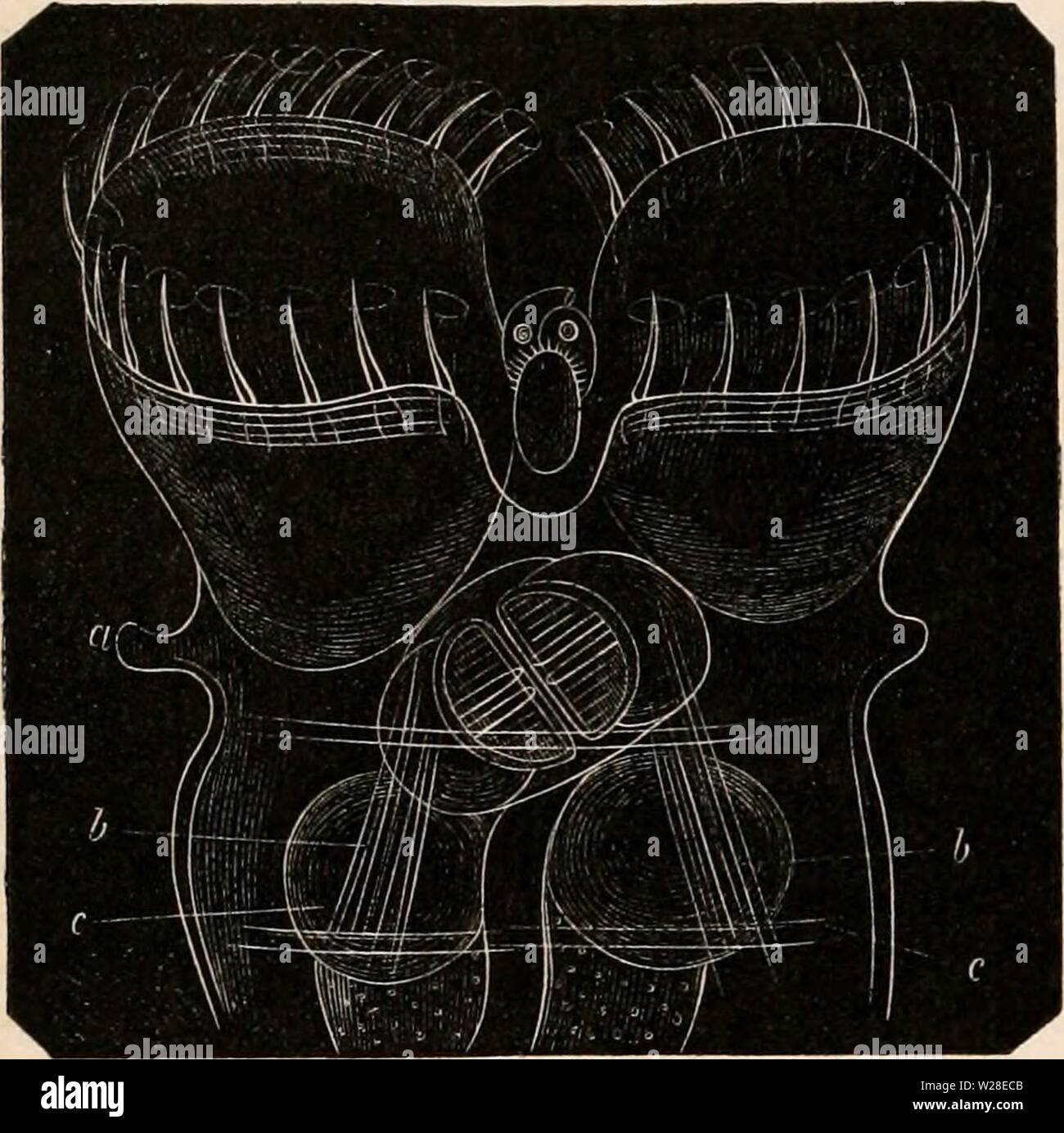 Immagine di archivio da pagina 433 della encyclopaedia - Wikizionario di anatomia e Foto Stock