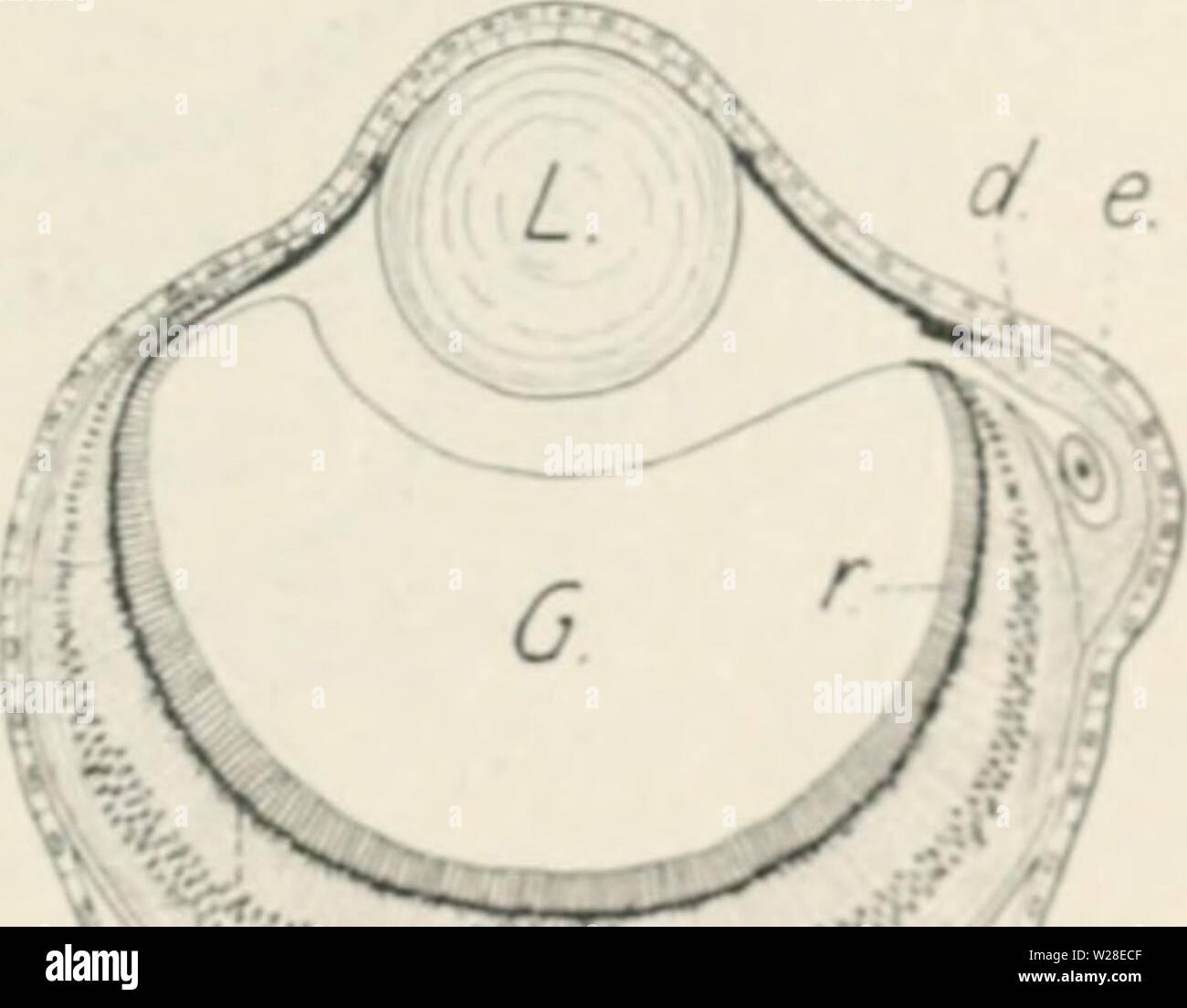 Immagine di archivio da pagina 433 di Das Werden der Organismen; zur Foto Stock
