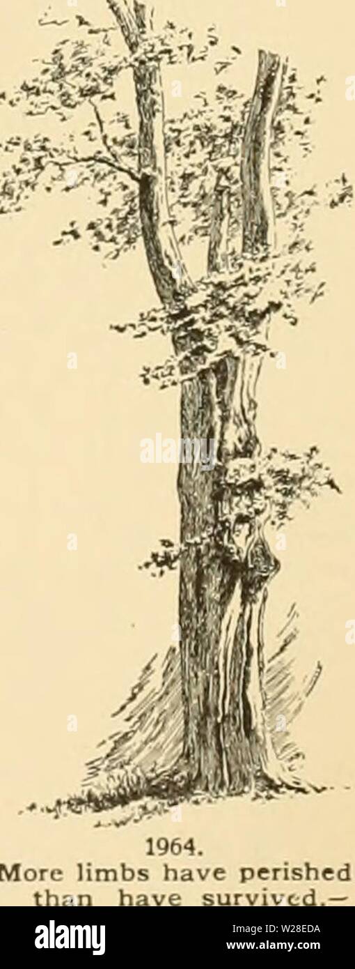 Immagine di archivio da pagina 434 di dell'enciclopedia di American orticoltura Foto Stock