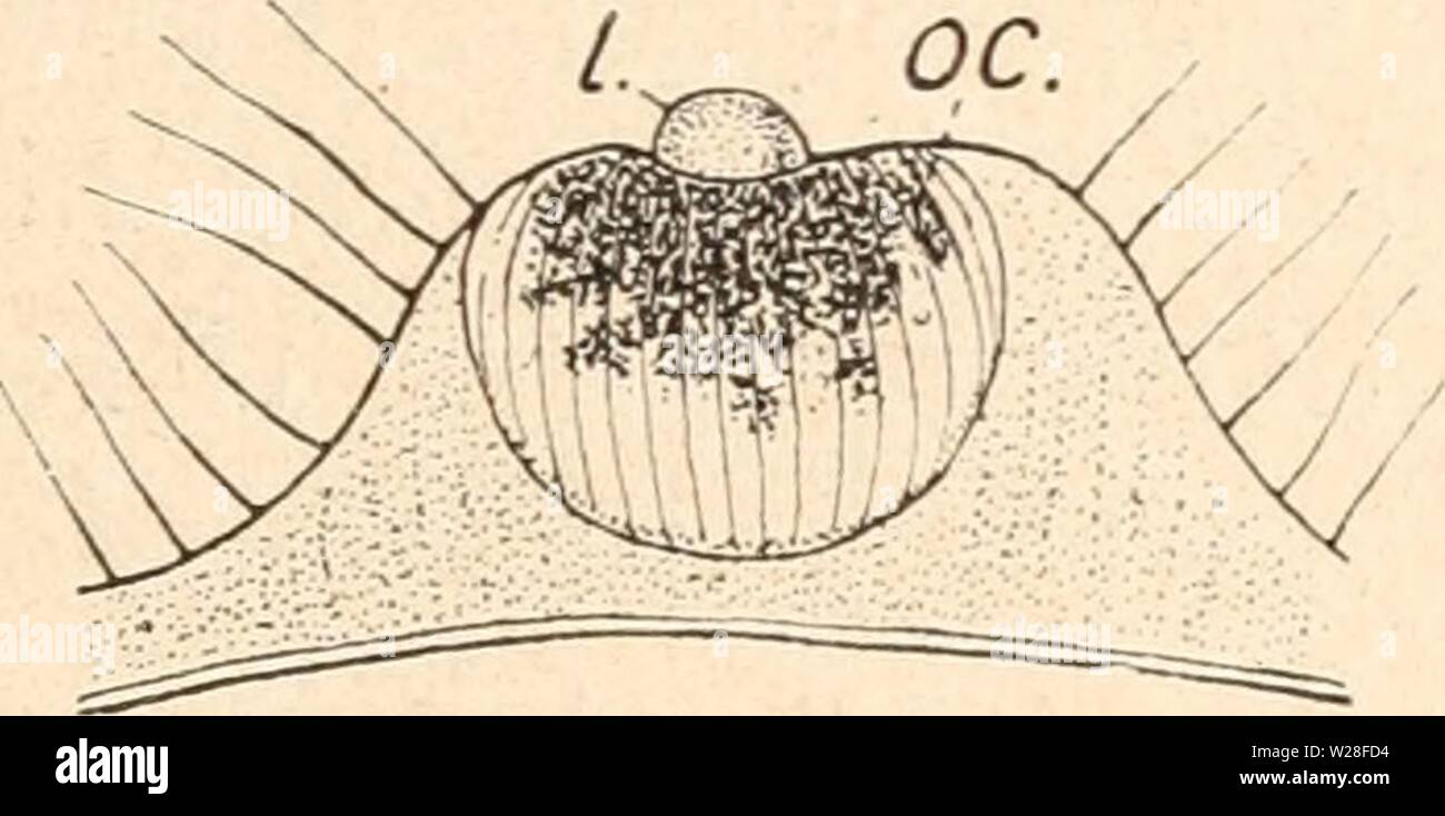Immagine di archivio da pagina 444 di Das werden der organismen zur. Das werden der organismen zur widerlegung von Darwins zufallstheorie durch das gesetz in der entwicklung daswerdenderorga00hert Anno: 1922 Anpassungen der Organismen an die leblose Natur. 421 Epithel kann man schon als eine kleine bezeichnen Retina. Von ihr gehen Opticusfasern aus und setzen sich mit Ganglienzellen in Verbindung. Wenn man die Verbreitung derartig einfach gebauter Ocellen in dem Tierreich untersucht, così wird niemand darüber im Zweifel sein, dass sie zu wiederholten Malen und unabhängig voneinander in sehr zahlreiche Foto Stock