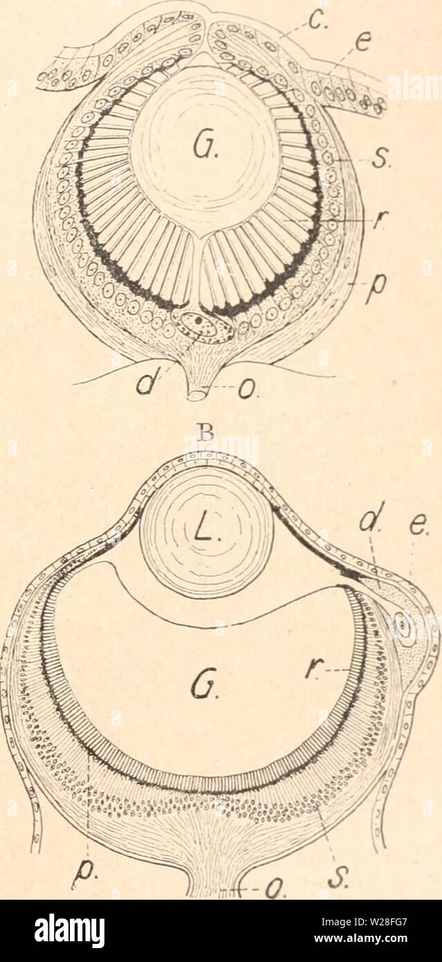 Immagine di archivio da pagina 446 di Das werden der organismen zur. Das werden der organismen zur widerlegung von Darwins zufallstheorie durch das gesetz in der entwicklung daswerdenderorga00hert Anno: 1922 Fig. 86. Grubenförmiges ago-e von Nautilus. Nach Mensen. 1 Augengrube, 2 Stäbctienschicht der Retina, S Pigmentschicht derselben, Sehzellenschi"ht, 5 Ganglienzellen- schicht, 6 Bündel von Opticusfasern. Fig. 87 Un und B. Ein einfacheres und ein zusammengfesetzteres Dunkelkammer- auge von 2 Anneliden. Un von Phyllodoce laminosa ohne Linse, nach Hesse, ß von Nau- phanta colex mit Linse, nach Greef Foto Stock