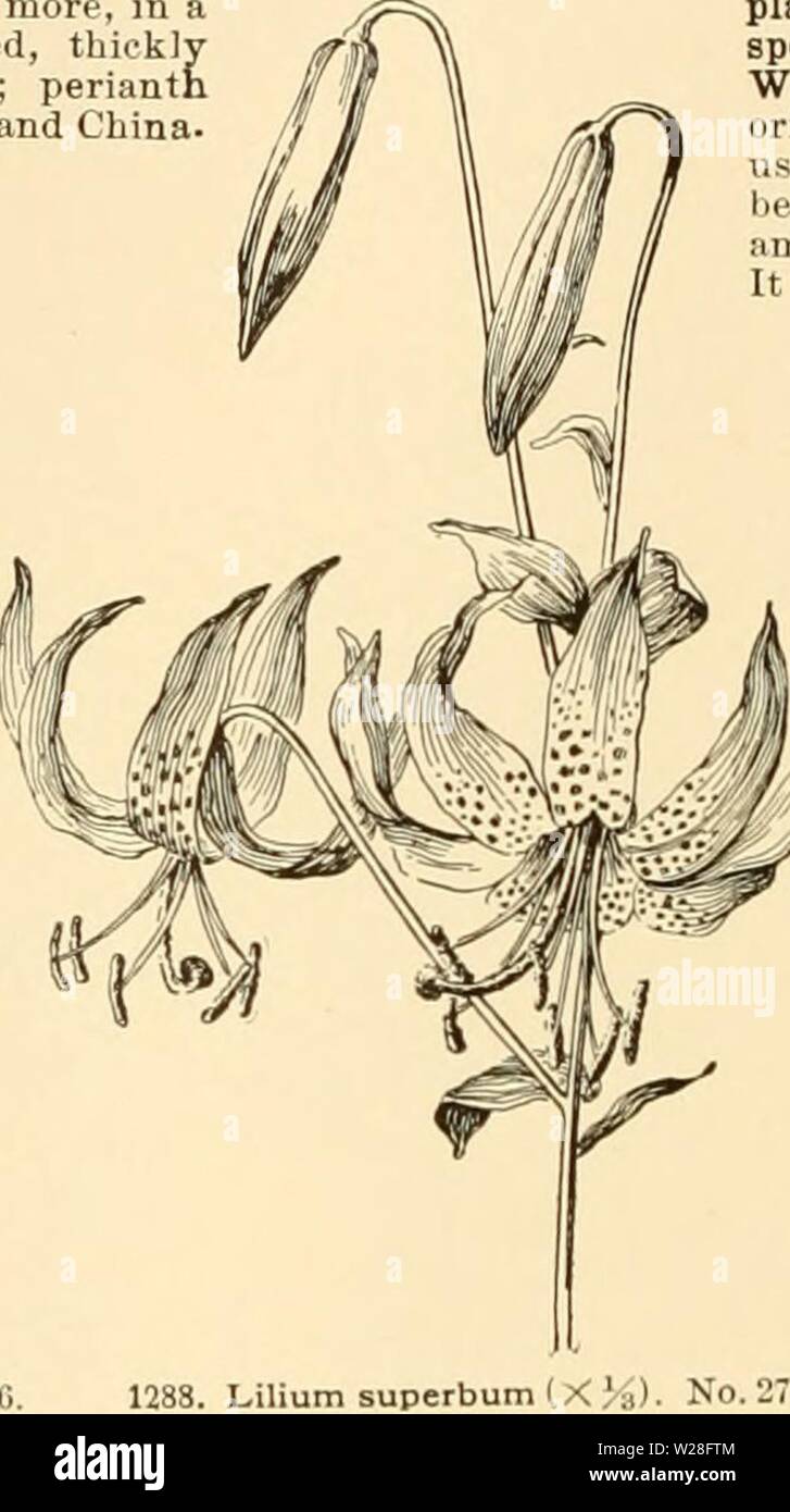 Immagine di archivio da pagina 449 di dell'enciclopedia di American orticoltura Foto Stock