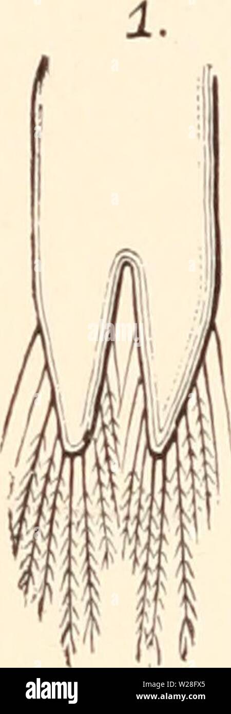 Immagine di archivio da pagina 449 del darwinismo; un'esposizione dei Foto Stock