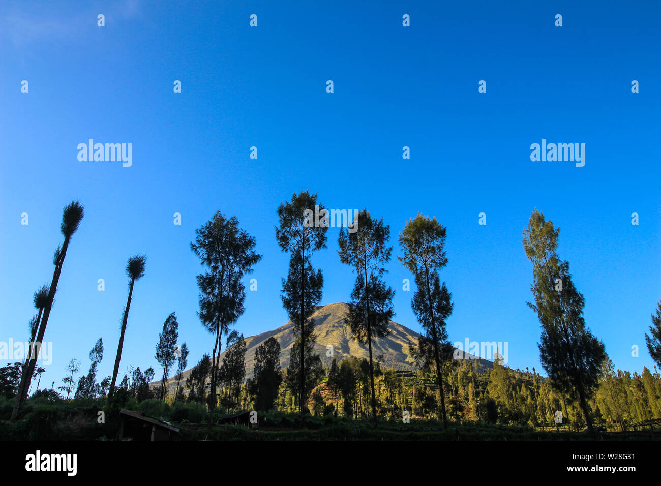 Splendide vedute di Mt. Sindoro vede tra gli alberi Foto Stock