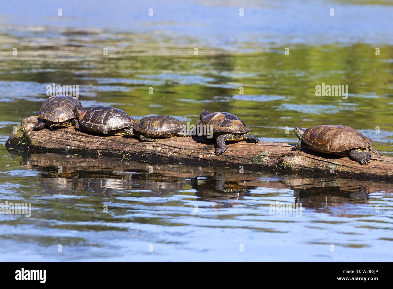Red Eared Slider Le Tartarughe Marine Group (Trachemys scripta elegans) poggiante su albero Log in acqua calma di Goodacre Lago. Beacon Hill Park, Victoria BC Canada Foto Stock