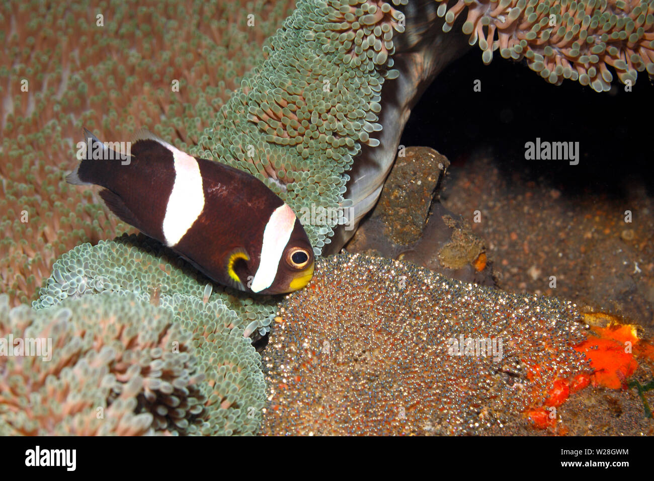 A doppio spiovente, Anemonefish Amphiprion polymnus, adulti custodendo le uova deposte su una roccia accanto alla loro Haddon's anemone marittimo. Tulamben, Bali, Indonesia. Mare di Bali Foto Stock