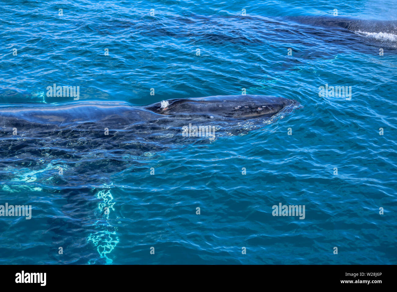 Humpback Whale inizio espirazione Foto Stock