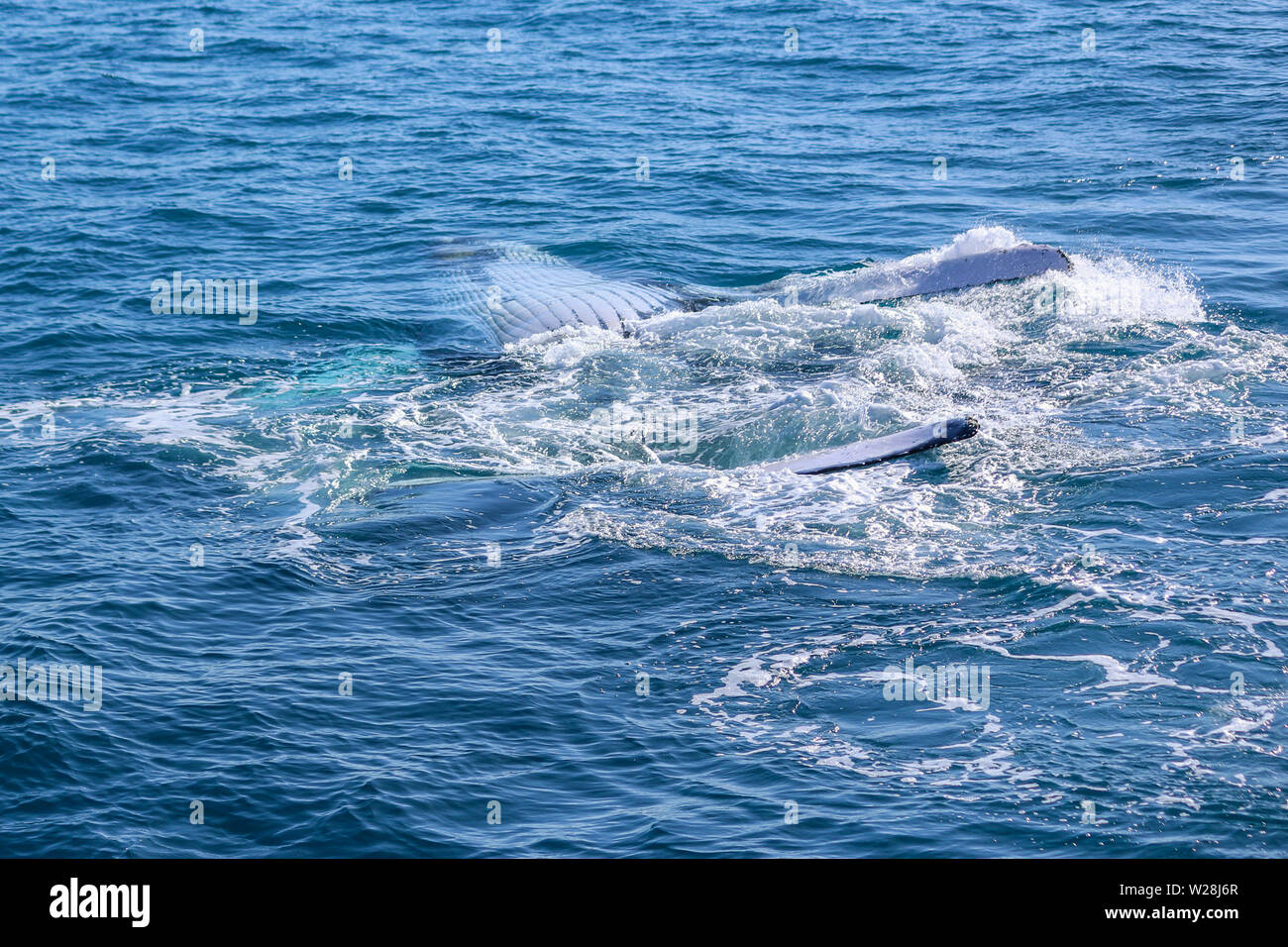 Humpback Whale rolling Foto Stock