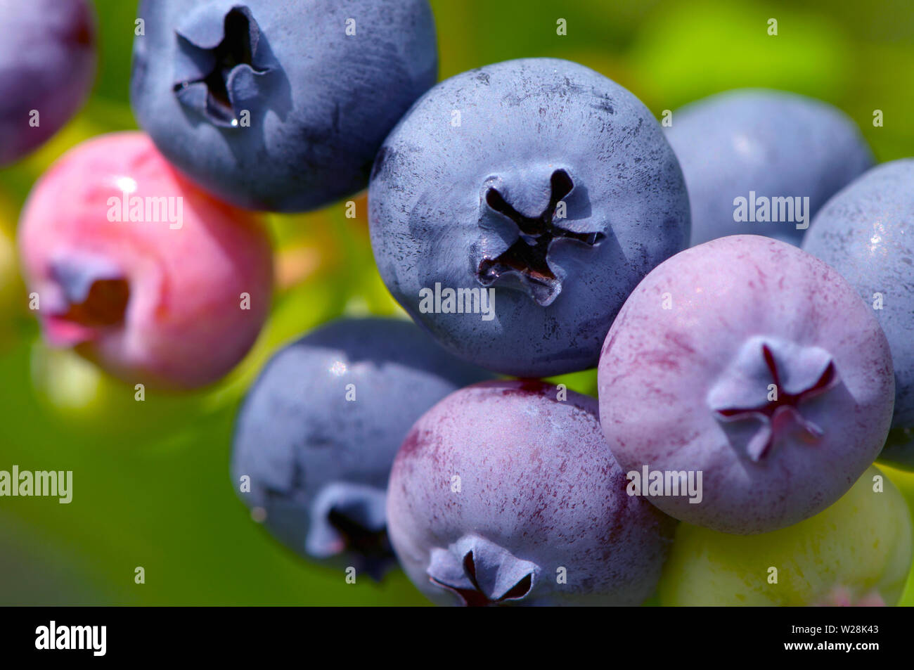 Close up della maturazione di mirtilli sulla boccola. Highbush mirtillo (Vaccinium corymbosum) Foto Stock