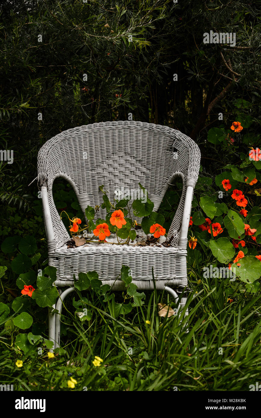 Il bastone bianco sedia circondato da orange Nasturtium fiori in un giardino Foto Stock