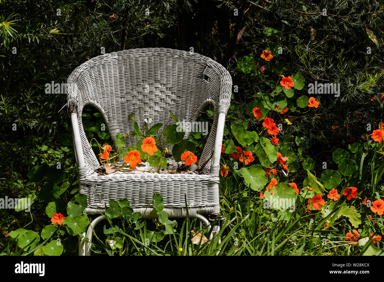 Il bastone bianco sedia circondato da orange Nasturtium fiori in un giardino Foto Stock