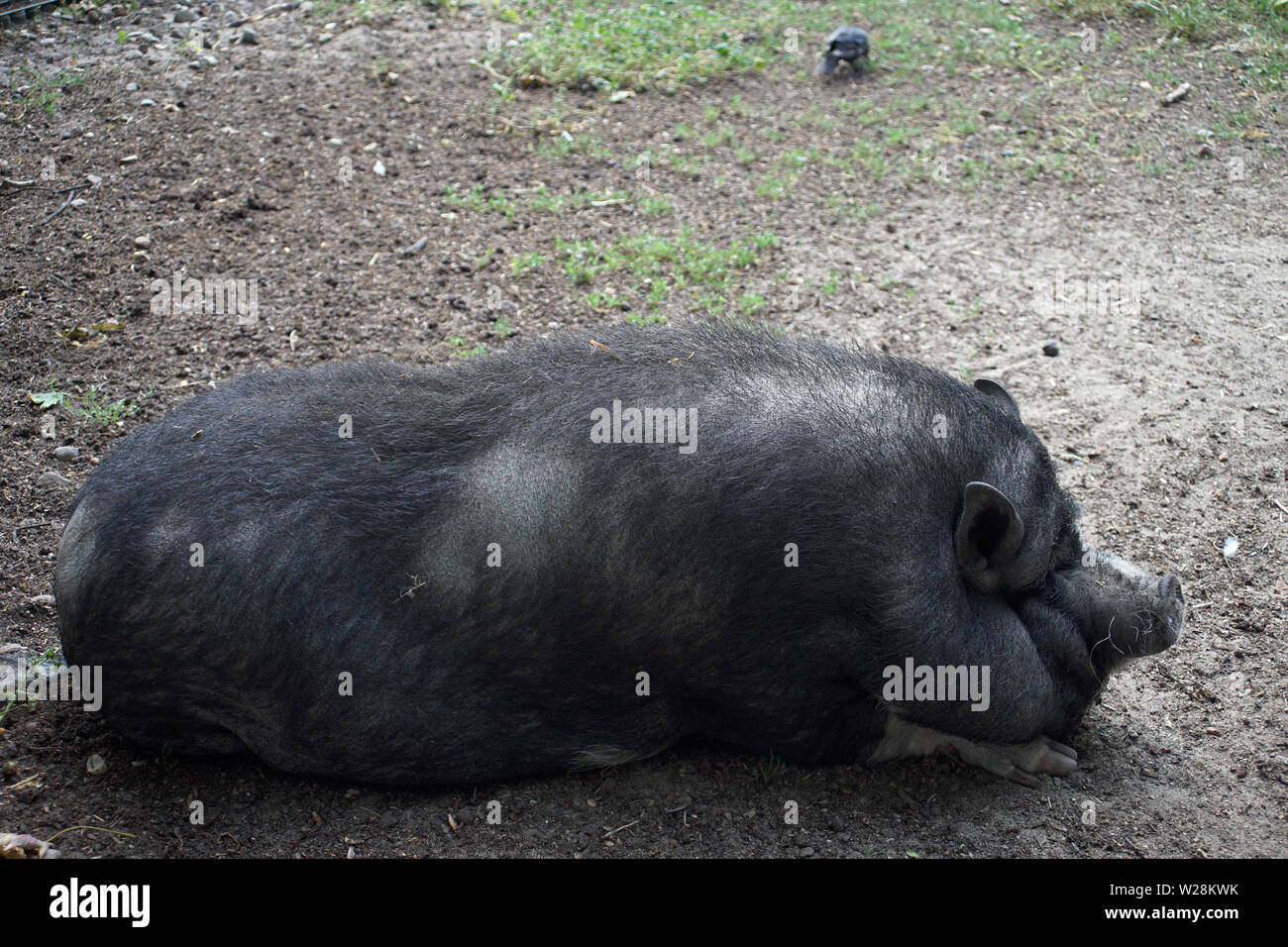 Il vietnamita panciuta a Poznan vecchio Zoo Foto Stock