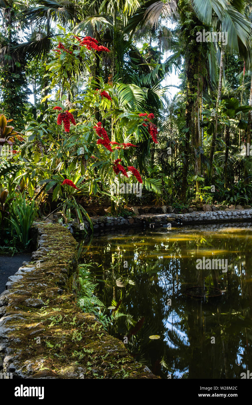 Un laghetto con albero colorato in un giardino botanico in Hawaii Foto Stock